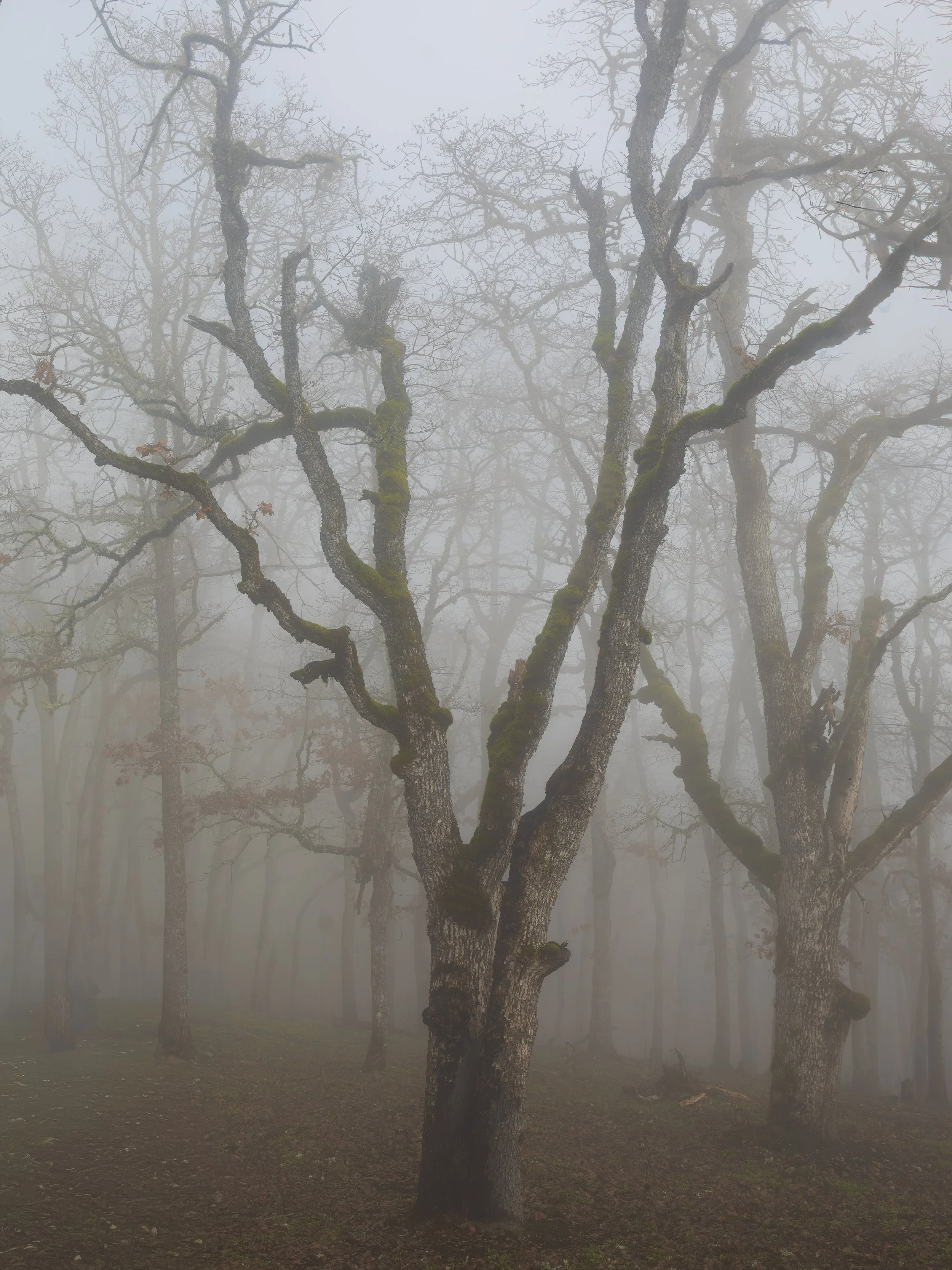 Foggy Oak Trees - Coyote Wall