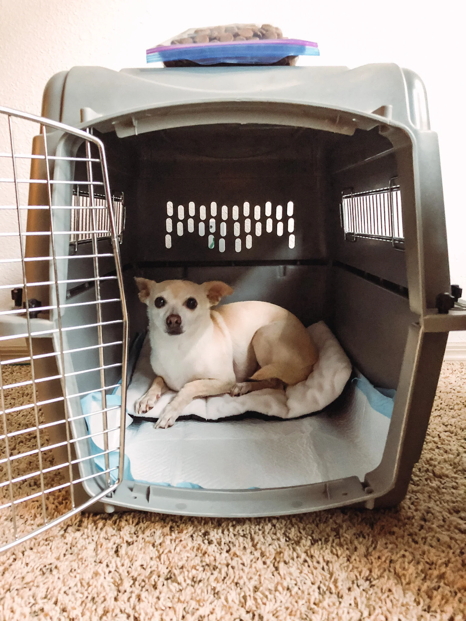 Shopping Guide for Pet Travel