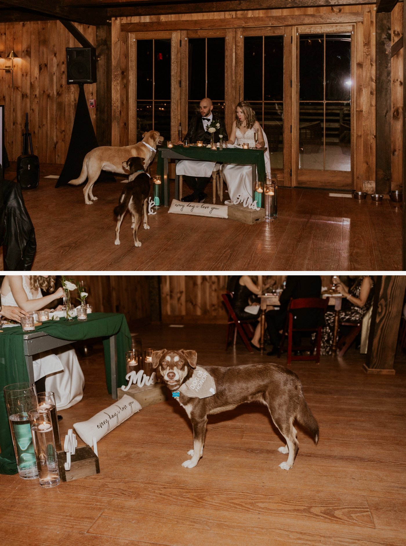 dogs at wedding reception