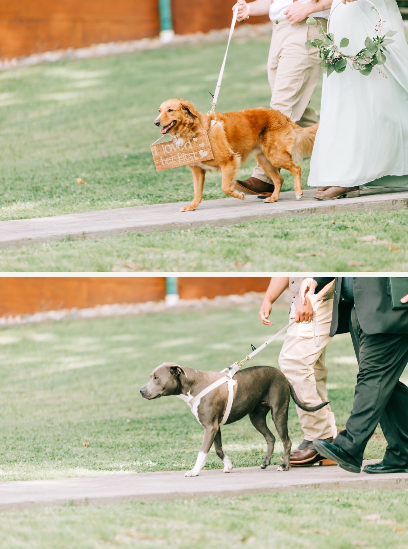 dogs walking down the aisle