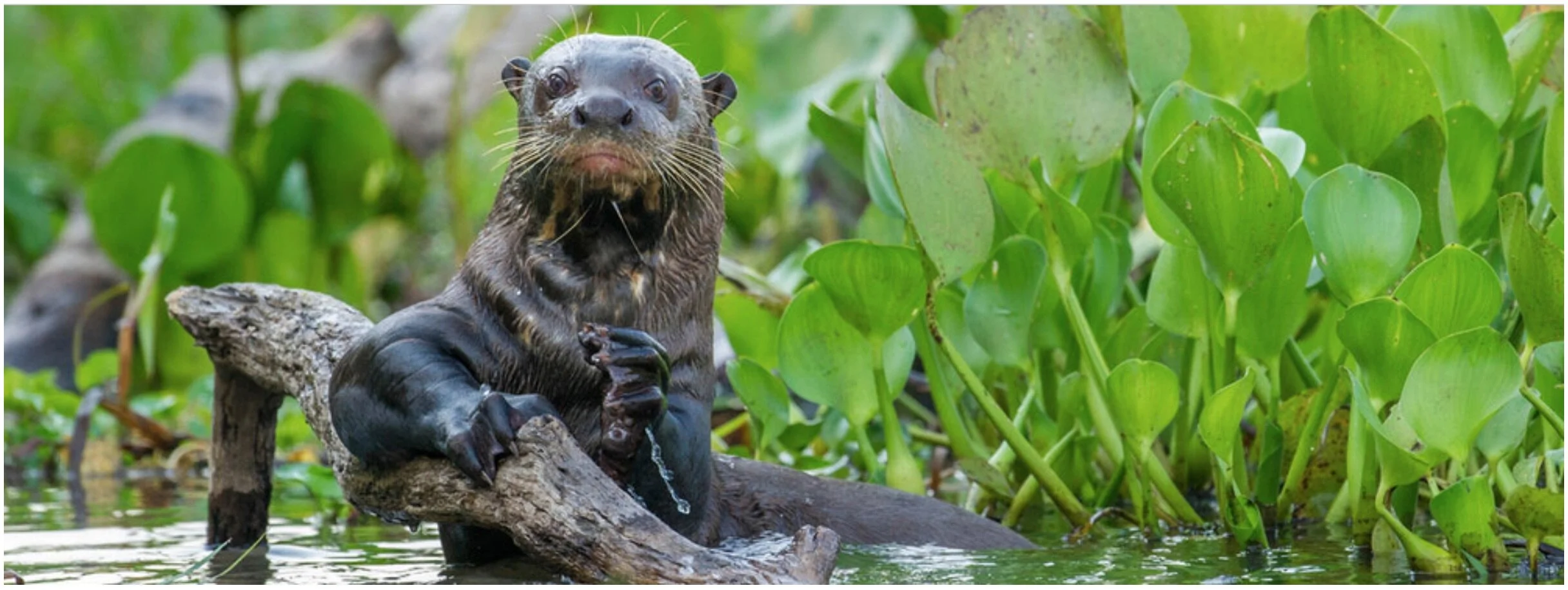Informe Planeta Vivo: América Latina y el Caribe enfrentan la mayor reducción de especies y hábitats
