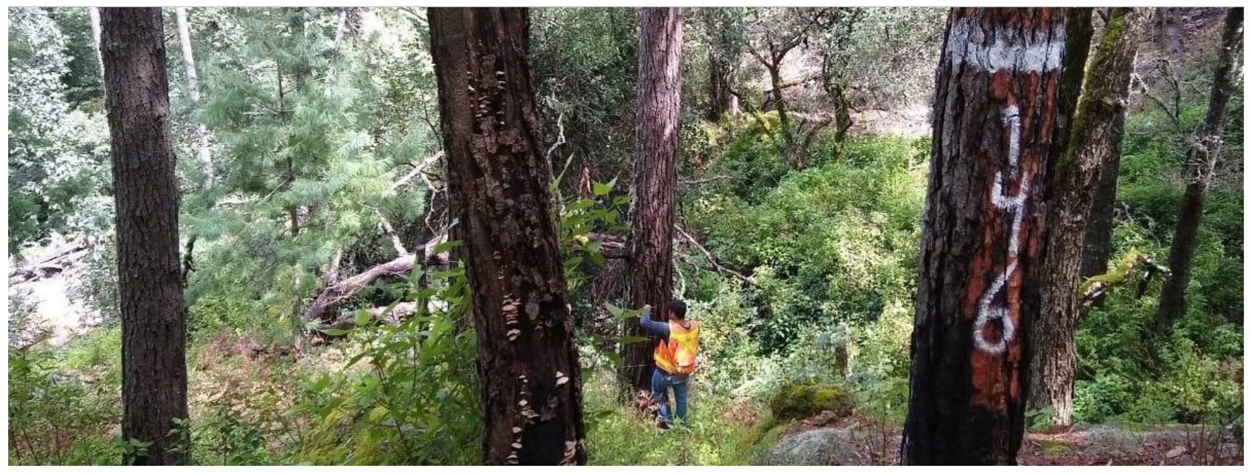Comunidades forestales: el reto de navegar contra corriente