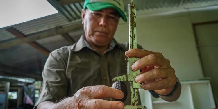 Restaurando manglares: medios de vida muy ricos