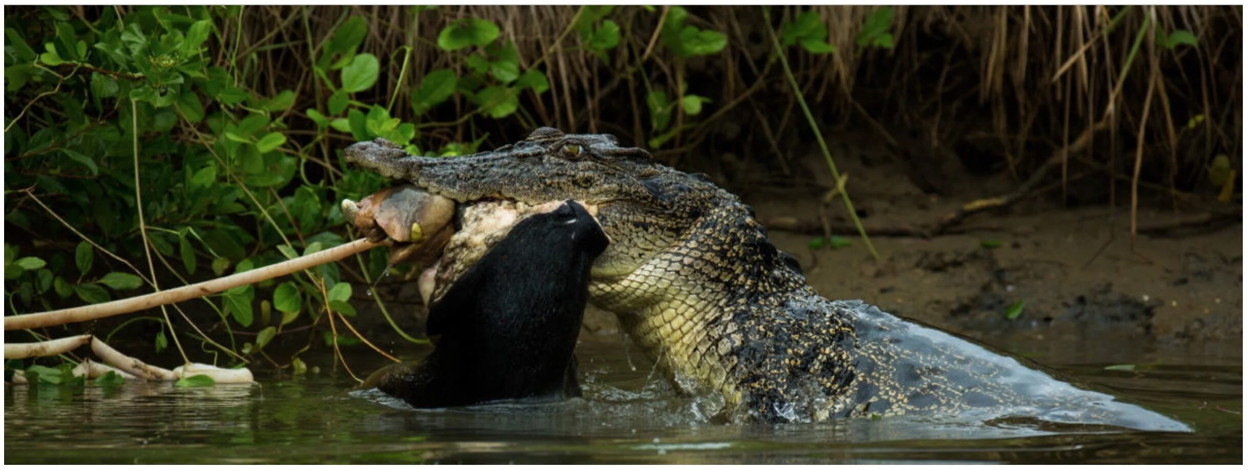 De cerca con los cocodrilos marinos del río Nilwala de Sri Lanka