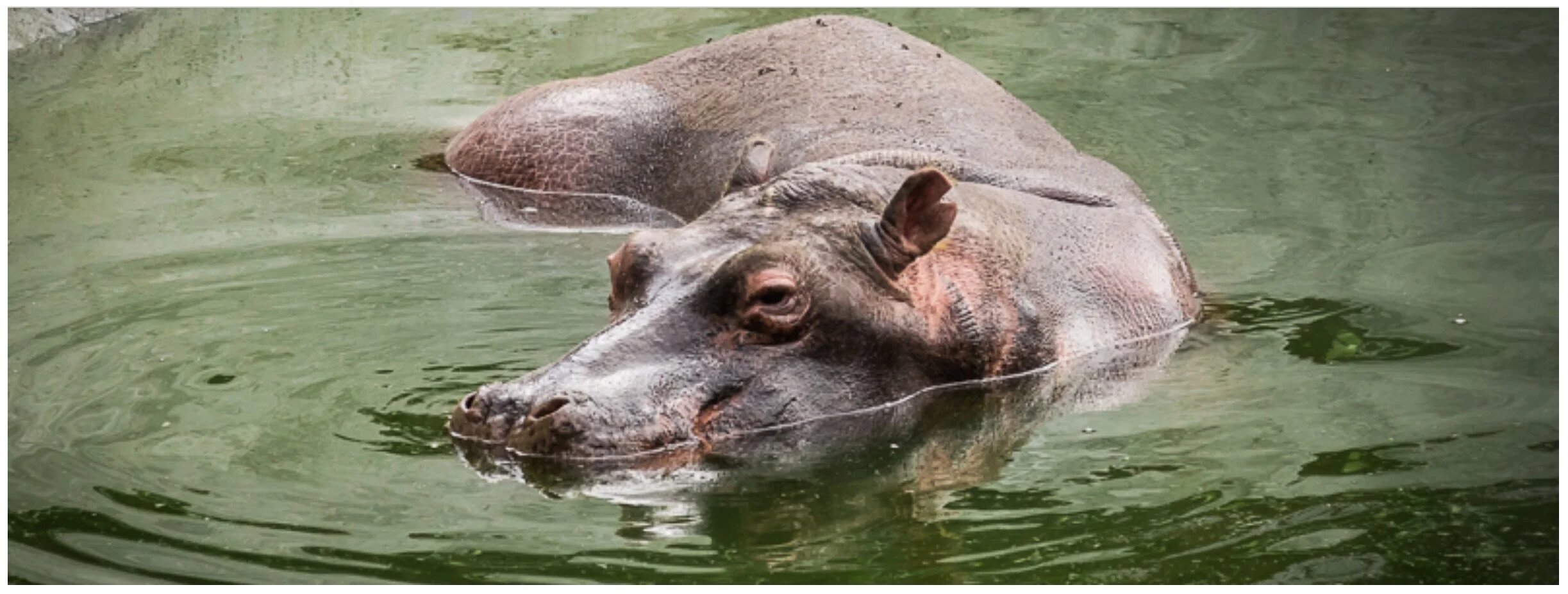 “El manejo de los hipopótamos en Colombia debe ser con la razón y no con el corazón” | Entrevista a Germán Jiménez