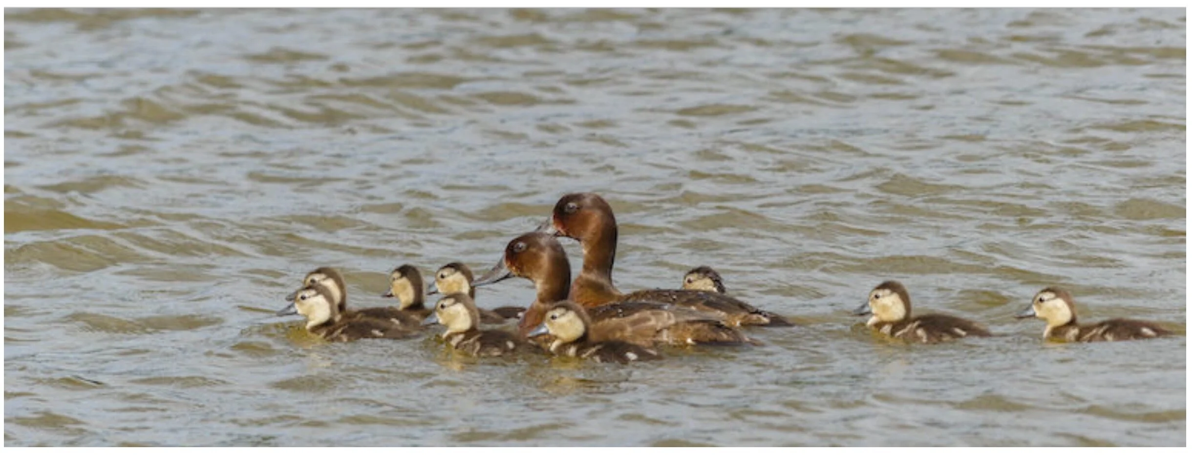 Patos afortunados: los porrones malgaches que una vez se creyeron extintos, ahora se recuperan