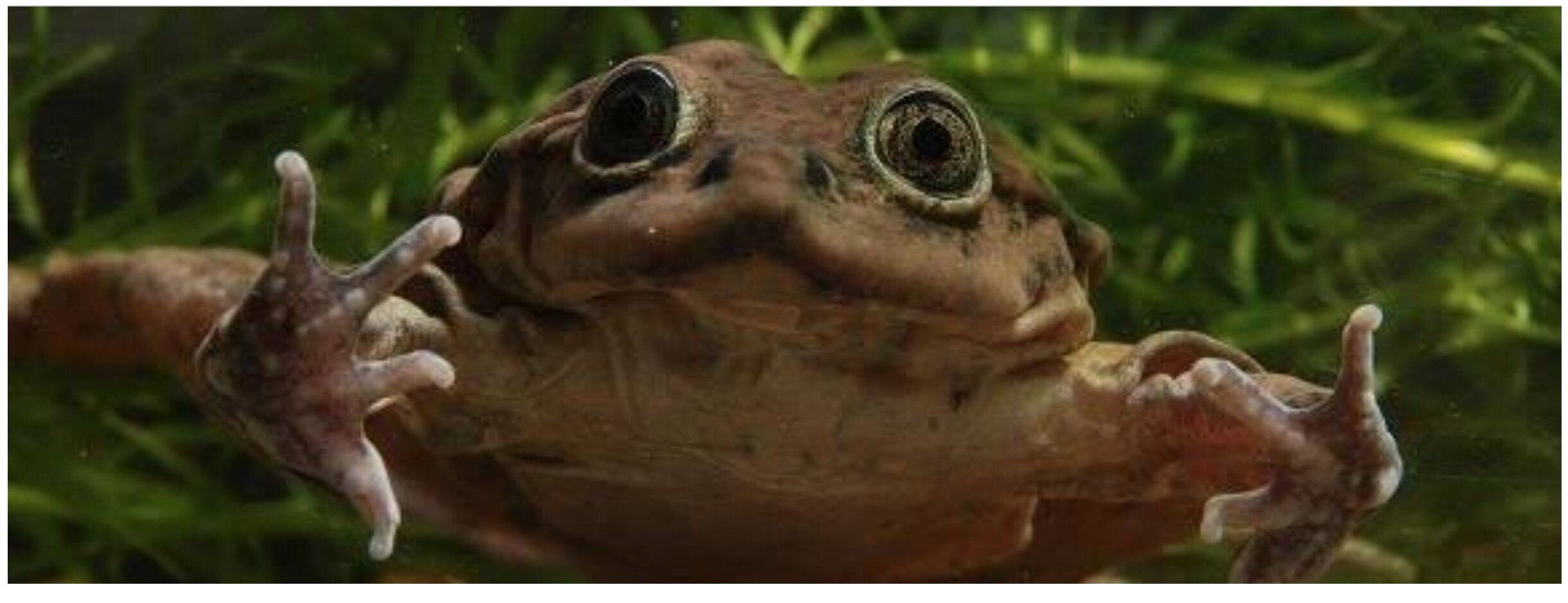 Salvar a una rana gigante, pero también al Lago Titicaca