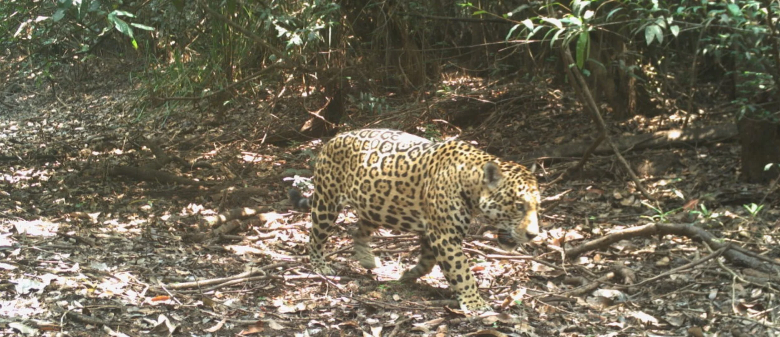 Parque El Tuparro: la joya de la biodiversidad en la Orinoquía de Colombia, descubiertos a través de 44 cámaras trampa