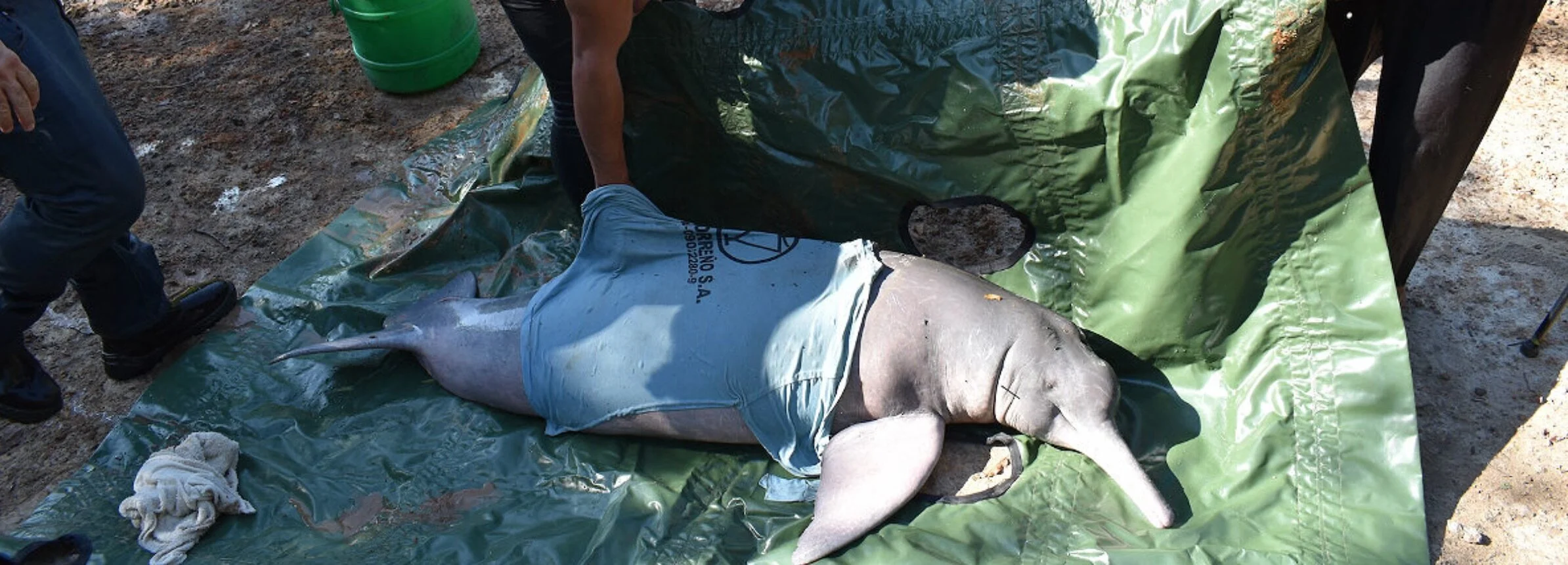 Colombia: varamientos de delfines de río reflejan los peligros que enfrenta la Orinoquía
