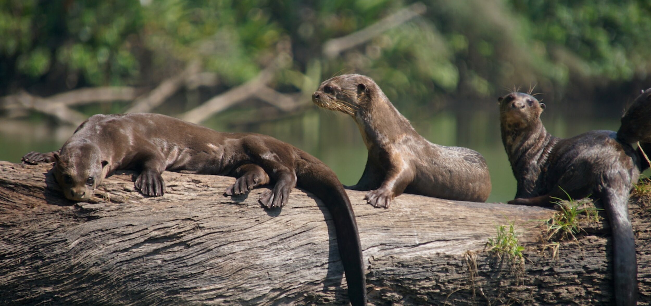 Lobos de río: víctimas de la minería ilegal en Madre de Dios.