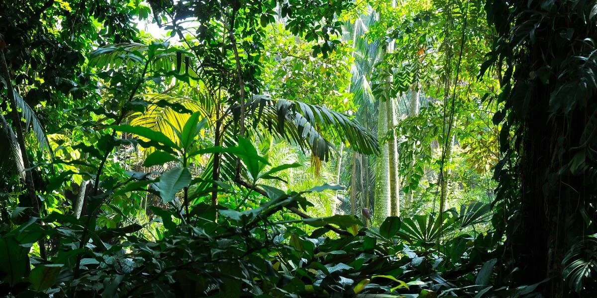 La simbiosis entre microorganismos y árboles influye en el clima