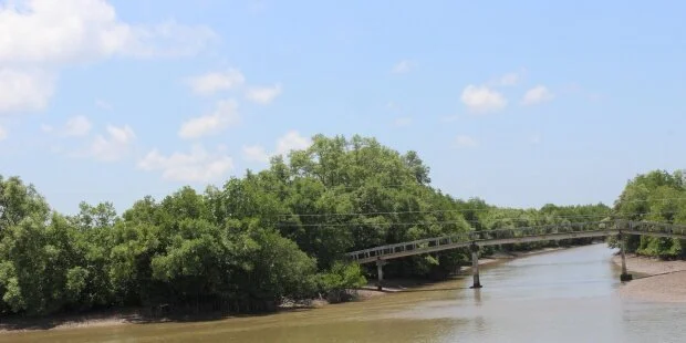 La acuicultura amenaza el escudo natural de Vietnam contra cambio climático