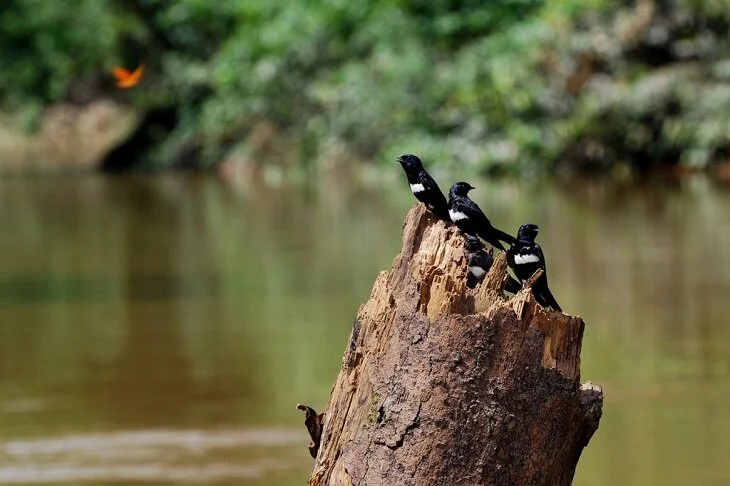 WWF pide un acuerdo mas ambicioso para frenar la pérdida de biodiversidad en el año 2020 tras el débil acuerdo conseguido de la COP14 de Egipto