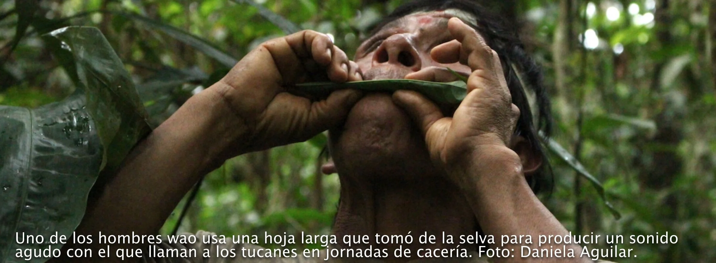 Ecuador: Waoranis del Pastaza graban a los increíbles animales que viven en sus bosques