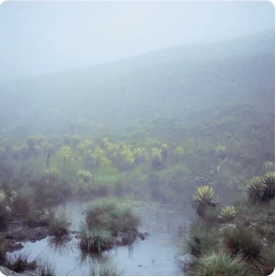 La neblina...Infórmese