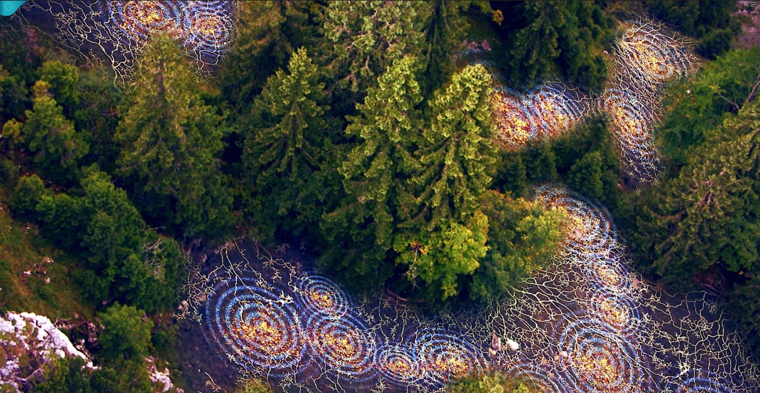 Wood Wide Web, la red subterránea que conecta la gentil sabiduría de los árboles