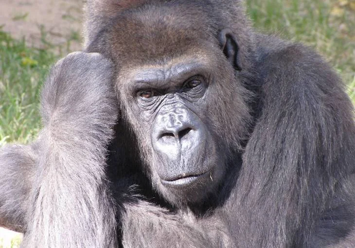 La extinción de las especies más grandes amenaza el equilibrio en los procesos ecológicos a escala global  Fuente: Noticias Medio Ambiente