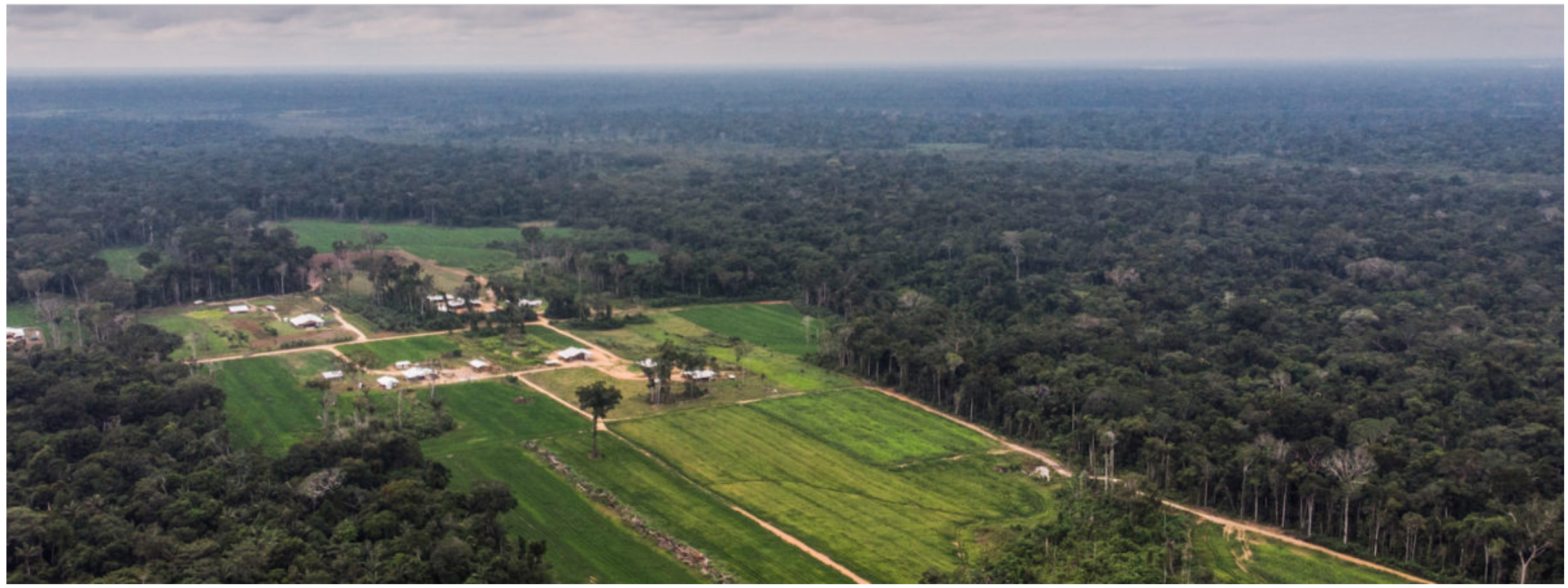 Menonitas en Perú: la historia oculta de la entrega de bosques en Masisea