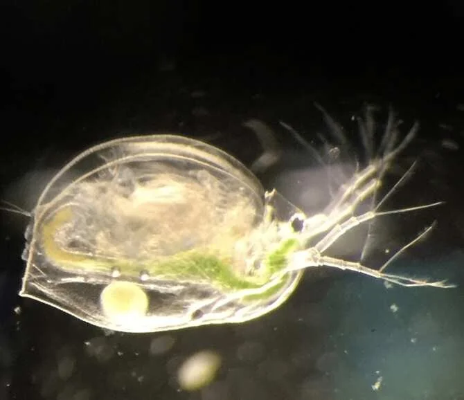 Alteraciones ambientales y cambios en la resistencia a estas de organismos acuáticos