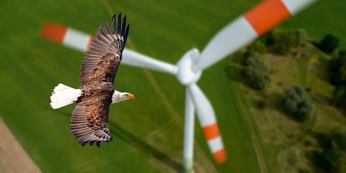 Hacia una transición energética que no merme la biodiversidad