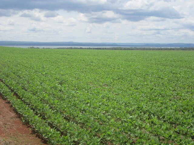 Brasil depende de lluvias que necesitan un sostén forestal