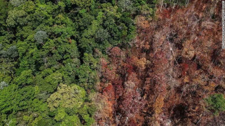¿La sequía devastará la selva amazónica en las décadas futuras?