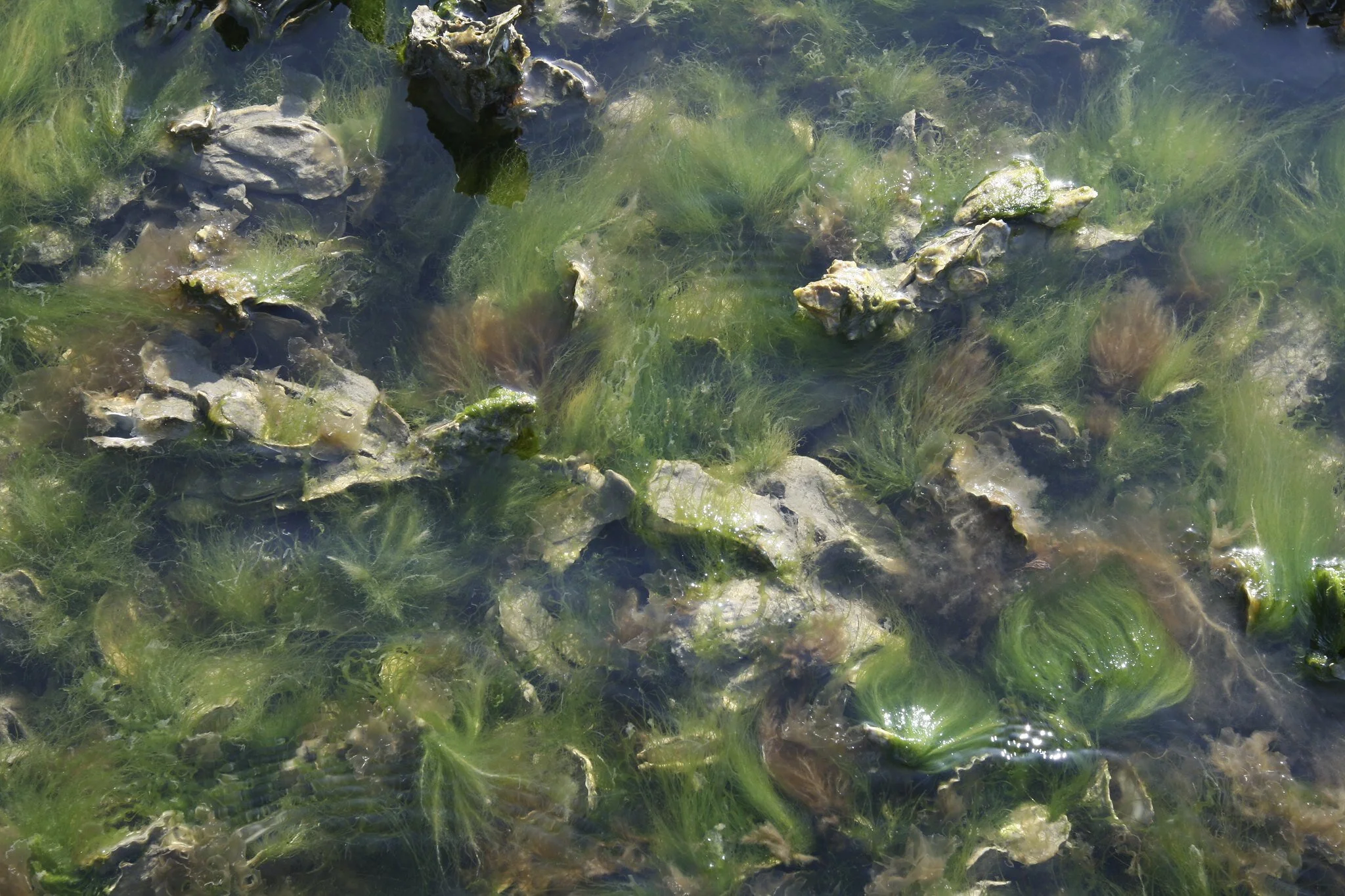 Microalgas: biotecnología para el saneamiento universal – Alianza ...