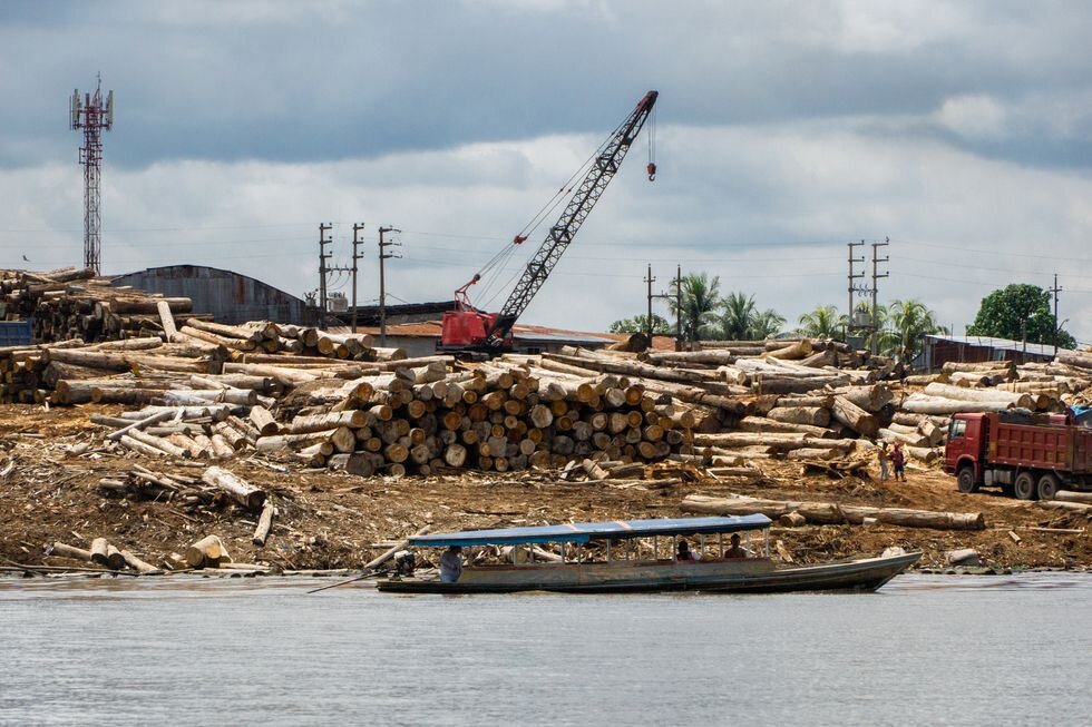 Así se ‘lava’ la madera ilegal del Amazonas