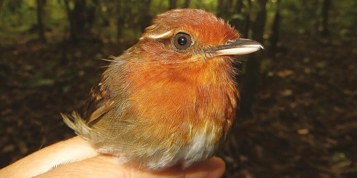 Ojos de aves y cambio global