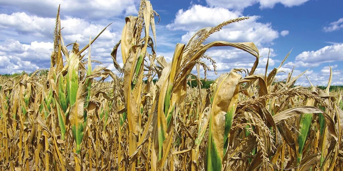 El cambio climático pone freno a la agricultura