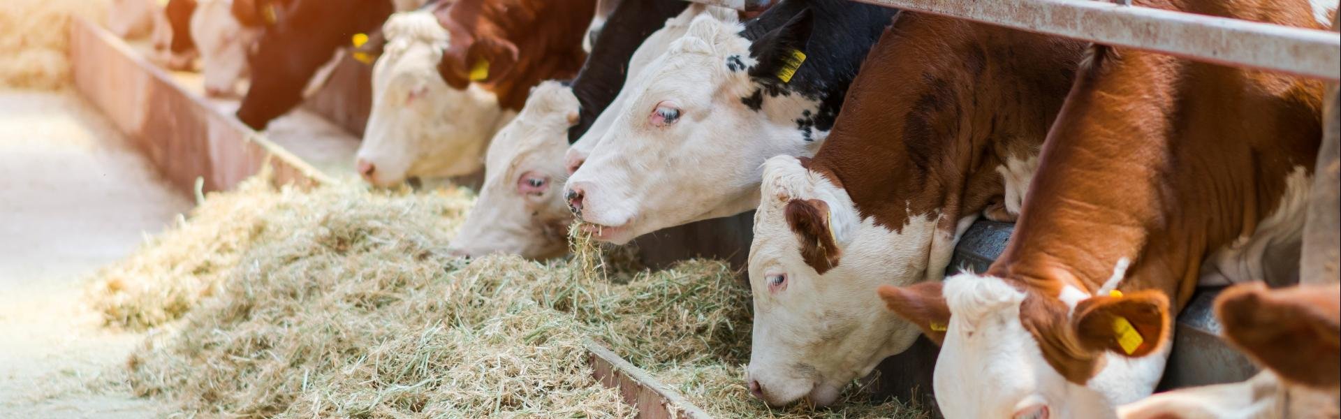 Consumir una quinta parte menos de carne de vacuno reduciría la desforestación a la mitad
