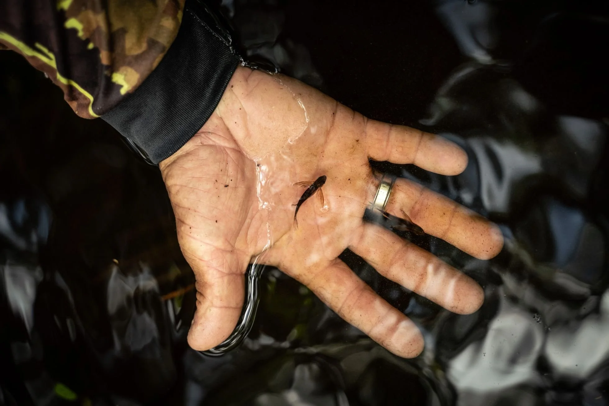 Pesca ornamental: un negocio brillante para los habitantes de la Amazonia