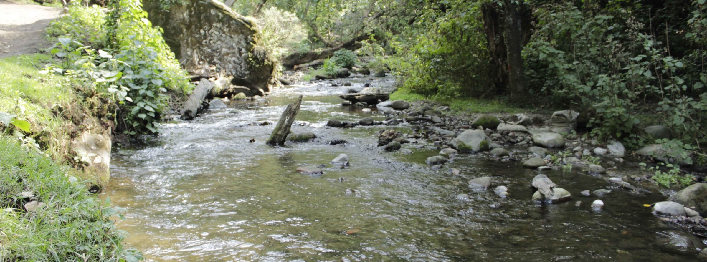 La defensa de Los Dinamos, el bosque que cobija al último río vivo de la Ciudad de México