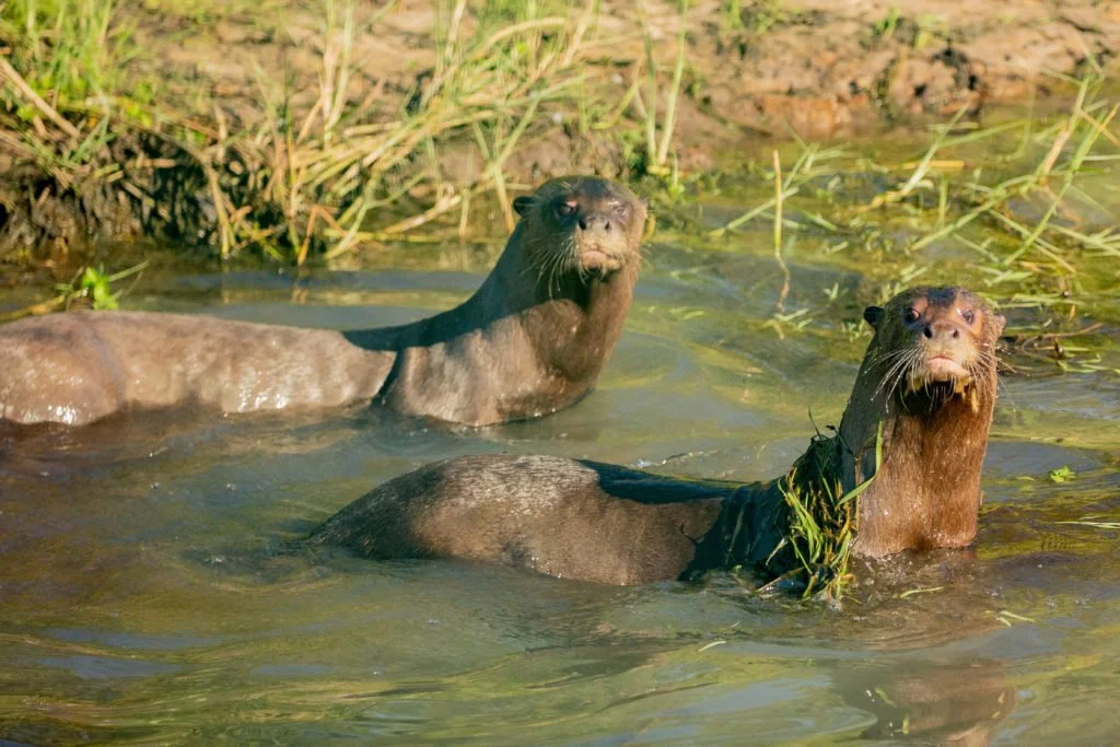 #EnCorto: tres claves detrás del avistamiento, después de cien años, de una nutria gigante en el Chaco argentino