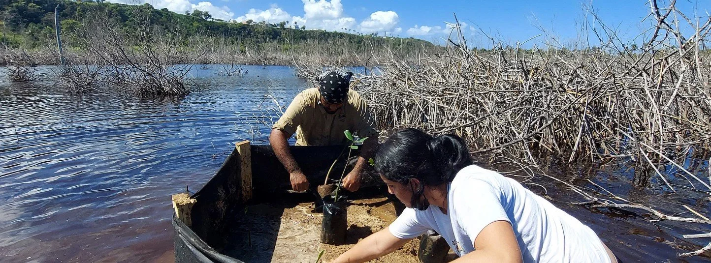 Puerto Rico: el gran reto de restaurar los manglares y dunas que protegen a la isla