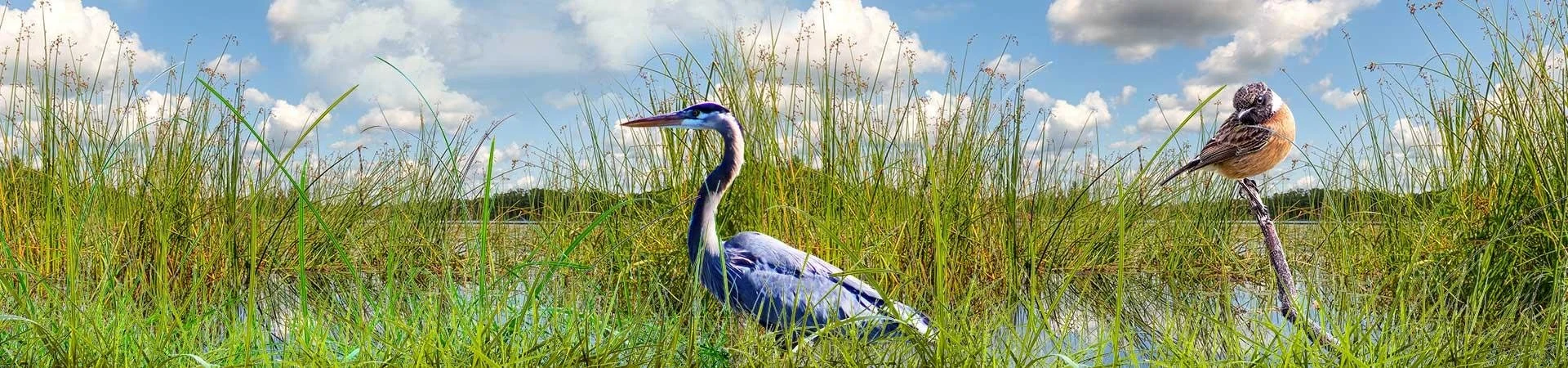 Humedales: los mejores indicadores de sostenibilidad