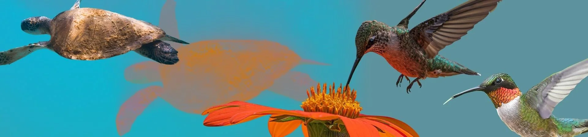 Biodiversidad: la hora de las empresas