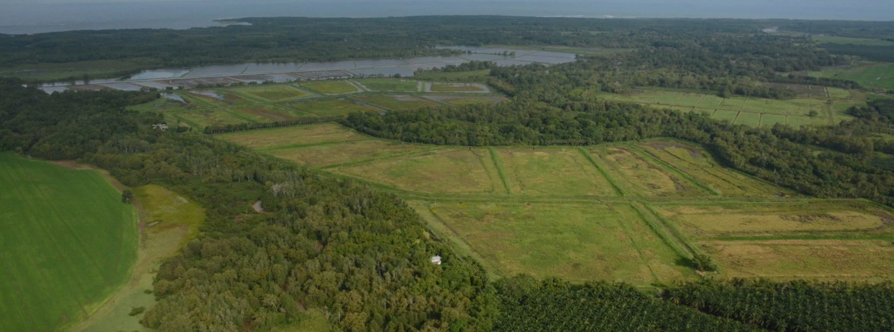Humedales en jaque: ganadería, agricultura y canales de drenaje acaban con los cuerpos de agua en Costa Rica