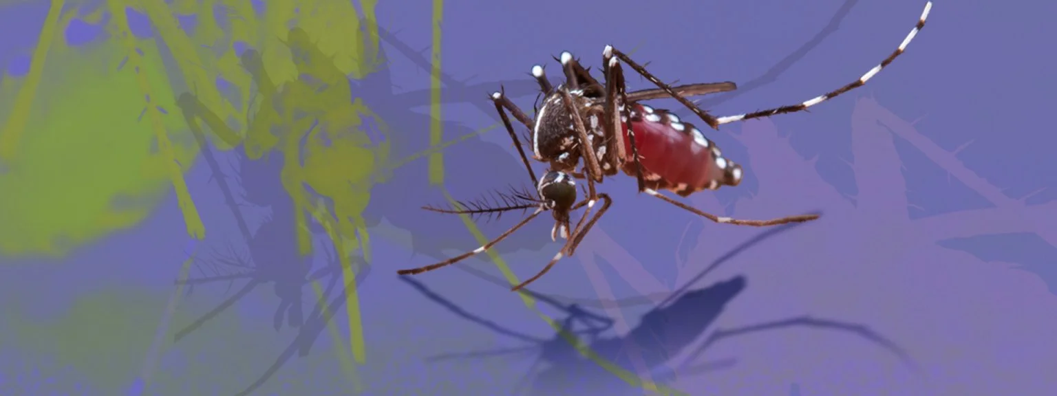 Seguir el agua para combatir el dengue