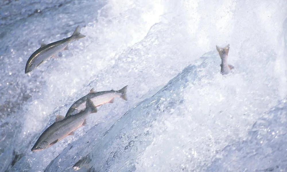 El 97% de los peces migratorios se están extinguiendo: Los corredores acuáticos pueden evitarlo