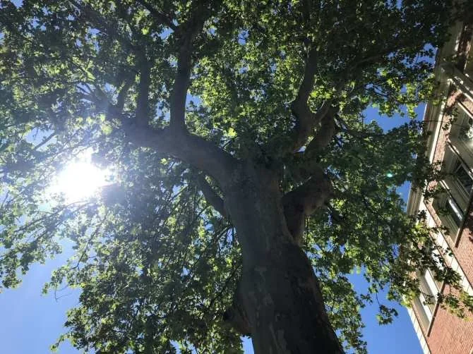 ¿Hasta qué punto el arbolado urbano puede mitigar las altas temperaturas?