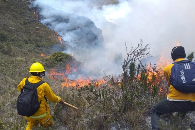 Incendios forestales devastan millones de hectáreas en América Latina