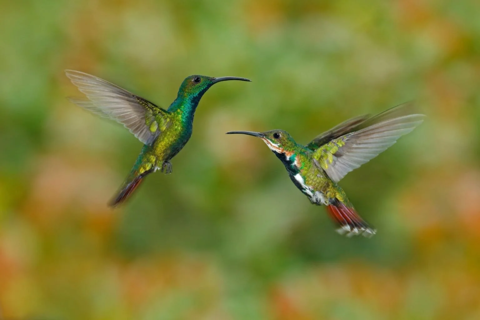 La COP16 de Biodiversidad cierra sus puertas sin acuerdos relevantes