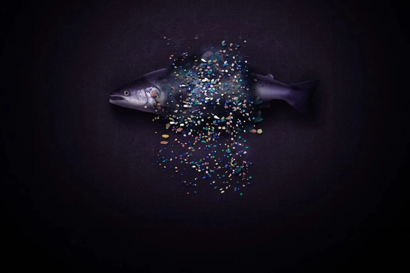 Ocultos a simple vista: 10 objetos y lugares inesperados en donde se encontraron plásticos