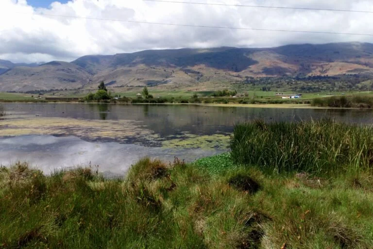 De charco a humedal: la transformación de un ecosistema que se convirtió en hogar de 24 mil aves 