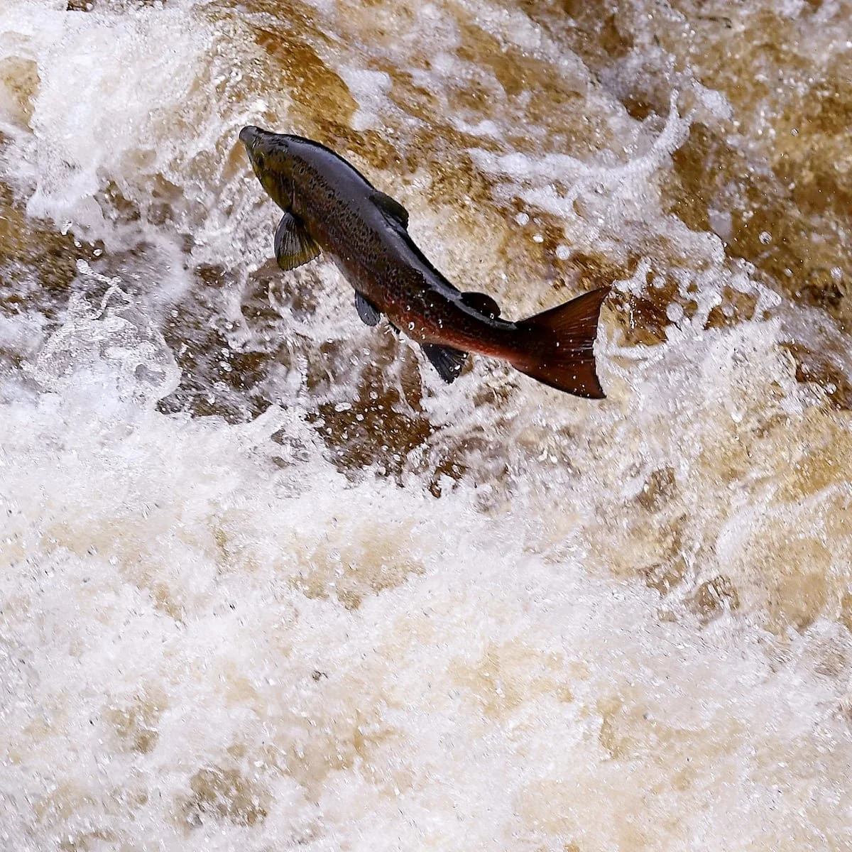 Los ansiolíticos que acaban en los ríos están volviendo más atrevidos a los salmones