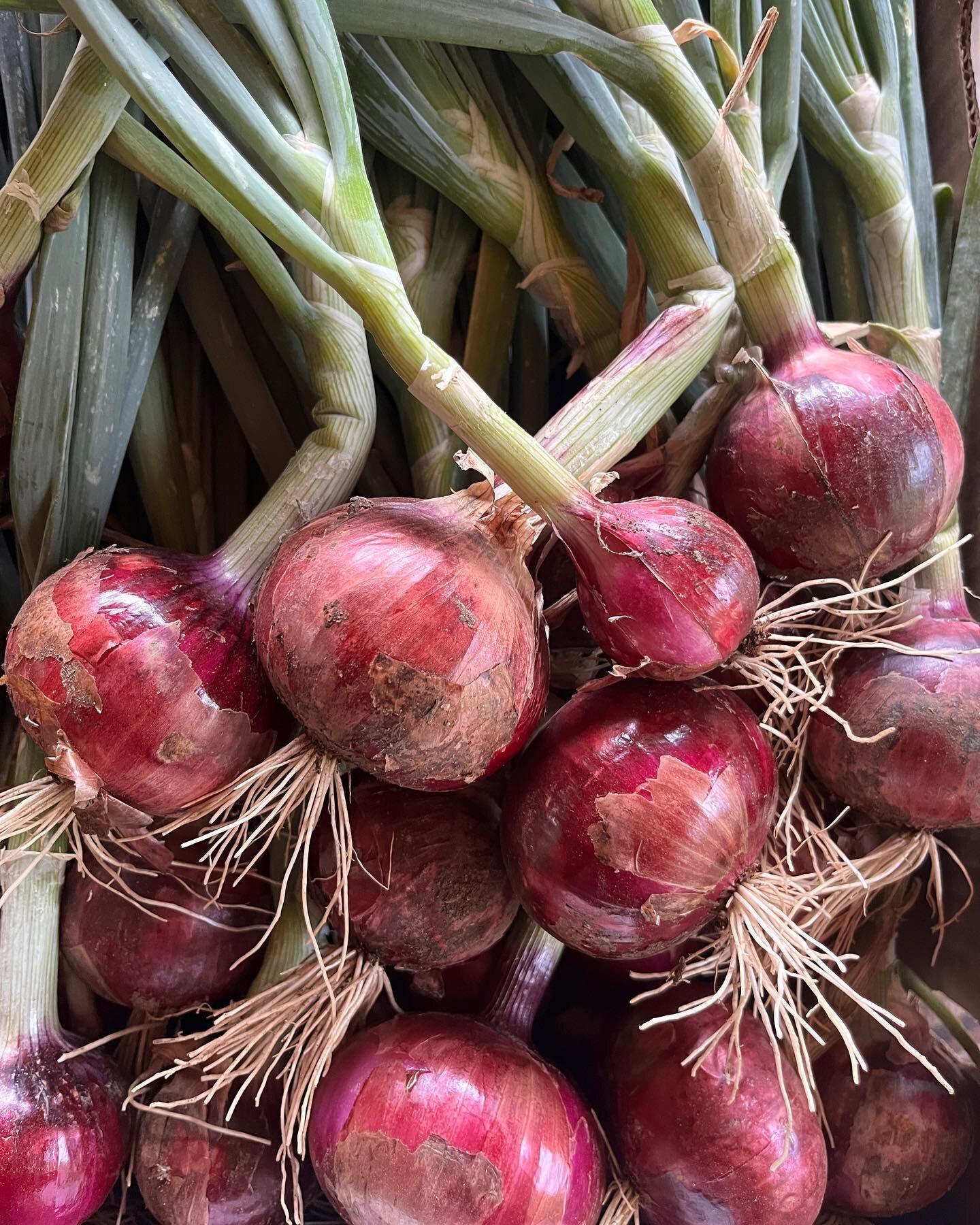 &ldquo;Nature always wears the colors of the spirit.&rdquo; 
- Ralph Waldo Emerson
&bull;
&ldquo;La naturaleza siempre viste los colores del esp&iacute;ritu.&rdquo;
- Ralph Waldo Emerson
&bull;
#UrbanFarm #UrbanFarming #ColorsOfTheRainbow #Veggies #T