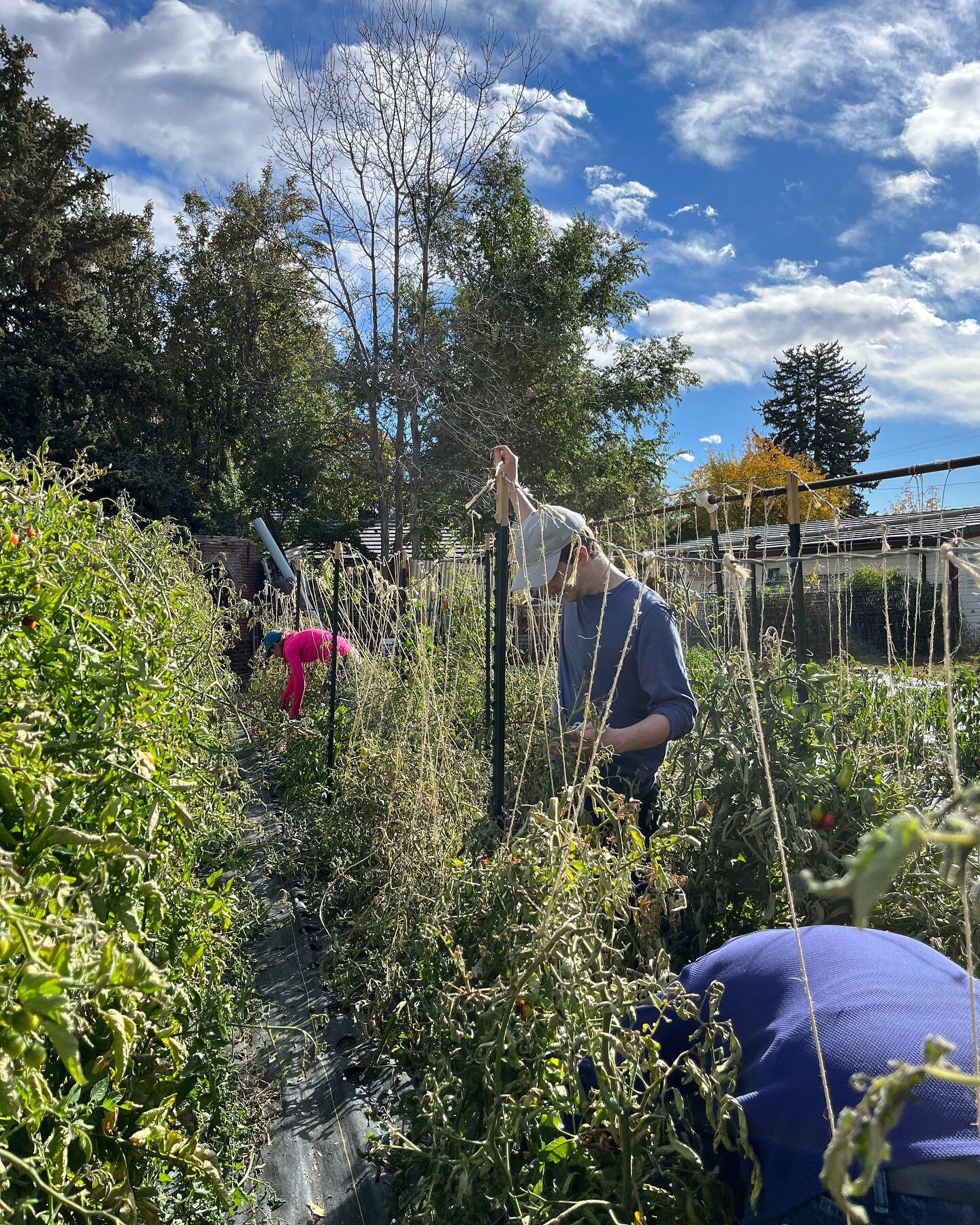 Fall is here and we would love some help. For the last few years, volunteers have played a critical role during this time of the season &ndash; they&rsquo;ve rolled up drip tape, pulled out dead plants and helped get the property ready for winter. We