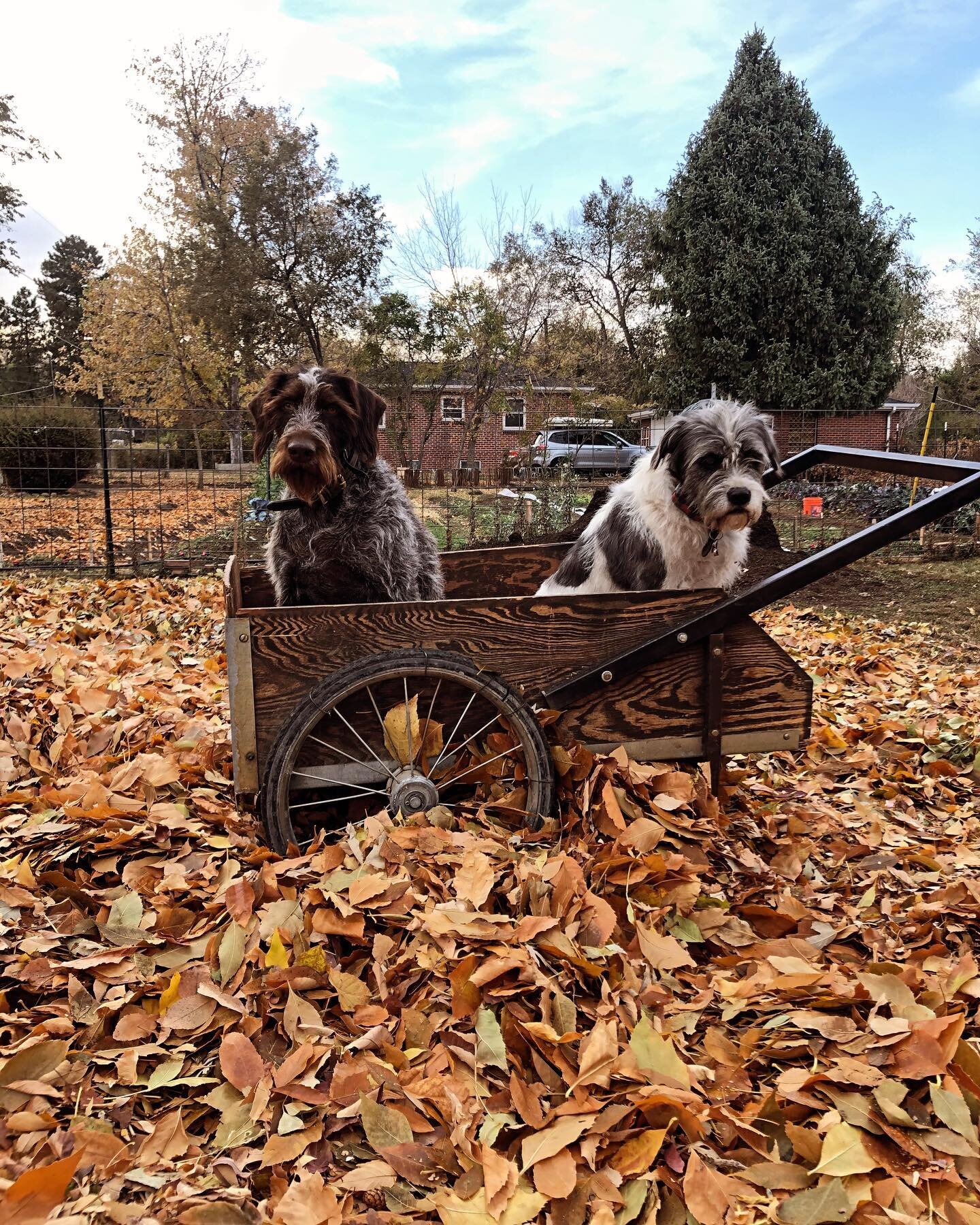 The leaves are starting to drop, which kicks-off SoCliff&rsquo;s sixth annual leaf collection! As in years past, we will take leaves and use them on our produce beds and in our compost. We have two ways that SoCliff can use leaves - we can come pick 