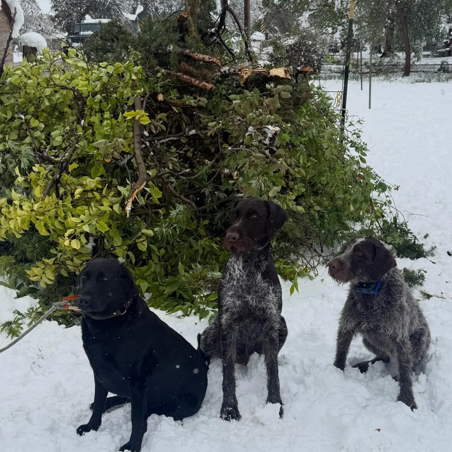 Love the moisture, hate the downed branches. ✨ We can help! ✨ Ivan can easily pick-up small-medium branches in our dump truck and bring them back to the farm to be chipped on-site. For larger jobs, he can provide an estimate and coordinate with other